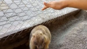 Влог сурка #2: как копает сурок？）земельные работы от компании сурок и сурок）