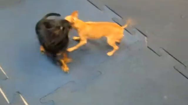 Русский той Орландино Оригами/Russkiy Toy Orlandino Origami смотреть онлайн