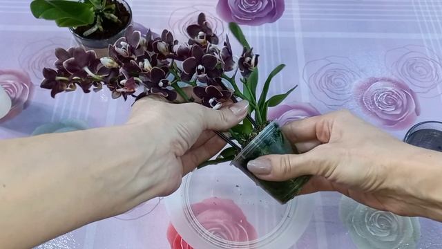 ПЕРЕСАДКА новеньких МИКРО ОРХИДЕЙ?Хитрый приём с использованием торф-стаканчика?Азиатский НОВИЧОК?