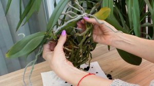 Орхидея ГОЛОВОЛОМКА! СЛОЖНОЕ разделение ОРХИДЕЙ!