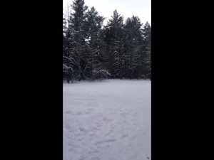 "В дендропарке Бийского лесхозтехникума вырубают деревья" (15.01.19г., Бийское телевидение)