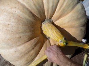 25. В чём секрет основной плети Тыква Гигант! 2023 г