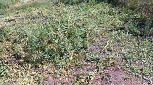 Косим ботву роторной косилкой. Мотоблок Нева МБ 2