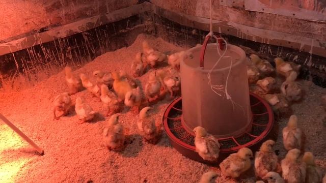 Напольное содержание бройлеров - высаживаем 5 дневных цыплят.