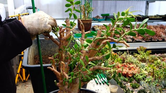 Как пересадить Крассулу овату денежное дерево Crassula ovata Jade tree