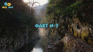 10 интересных фактов о растениях