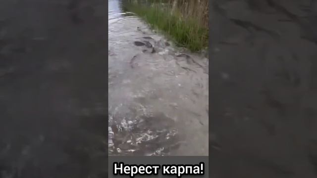 Рыбалка руками! Ловля рыбы, карпа! Нерест карпа. Рыбалка на поплавок. Fishing ? big fish. #shorts