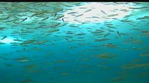 Зимняя рыбалка. Иркутское ВДХР. 21 км Байкальского тракта (Залив Еловый) 21.01.2018г