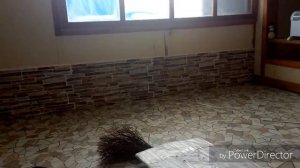 #Декоративная панель.  #Дешёвый вариант отделки стен