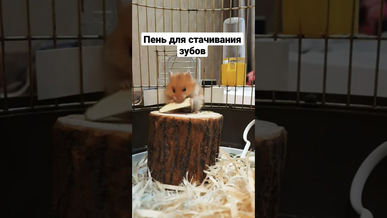 Игрушка мебель и стачивание зубов для хомяка смотреть онлайн