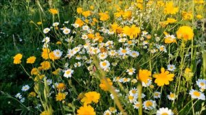 Я свяжу тебе жизнь...