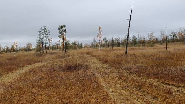 За клюквой на болоте смотреть онлайн