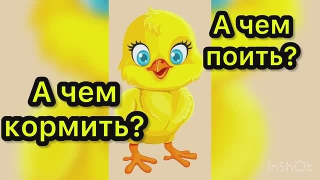 Перепелятам 3-4 дня