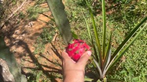 Fruta exótica: já conhece a famosa fruta do dragão/ pitaya