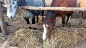 кормление лошадей с жеребятами