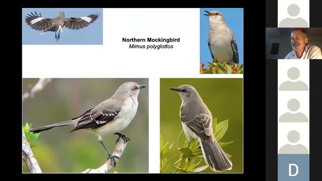 Songbirds of the Northeast