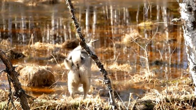 Охота на медведя с западно - сибирской лайкой