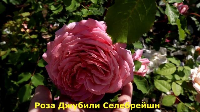 Роза Кристофер Марлоу, Джубили Селебрейшн, Боскобель - для яркого акцента на клумбе!