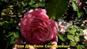 Роза Кристофер Марлоу, Джубили Селебрейшн, Боскобель - для яркого акцента на клумбе!