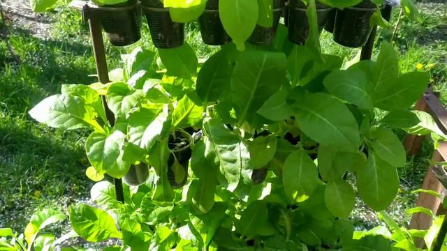 Пикировка рассады табака в стаканы,что лучше ?... смотреть онлайн