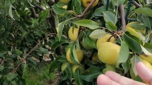 Груша азиатская Тем Бо Ли (Tem-Bo-Li)