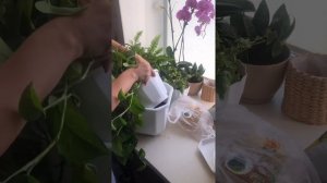 Пересадка сциндапсуса уход почва грунт