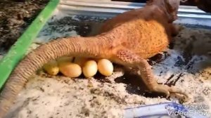 Как бородатая агама откладывает яйца.
