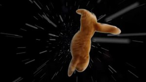 КОТ SHOOTING STARS