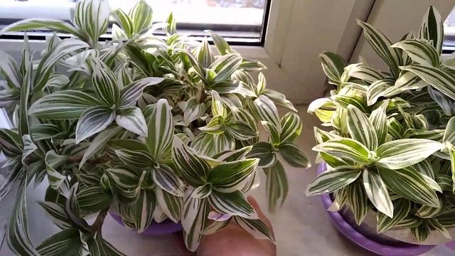 Традесканция