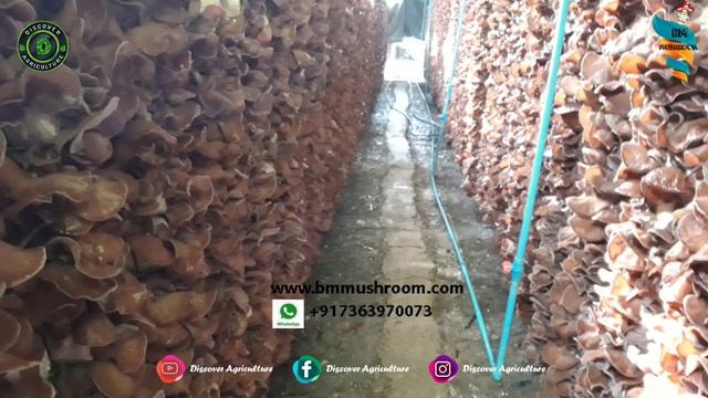 Wood Ear Mushroom Farming | Black Fungus Mushroom Cultivation