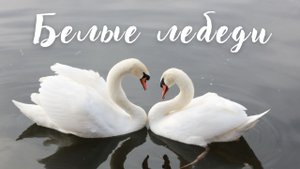 Белые лебеди. Инструментальная музыка Сергея Чекалина. Музыка для души.