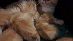 Персы и экзоты. КОТЯТА. РЫЖИЕ. МРАМОРНЫЕ.