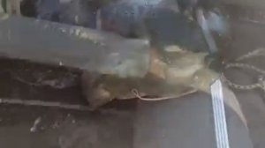Поймали на Волге Огромного Сома на 35 кг/Рыбалка/Конаково/Сентябрь 2018г