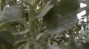 Отличный сортовой Томат для вашего участка желтый МАНДАРИН,  посадите - не пожалеете!