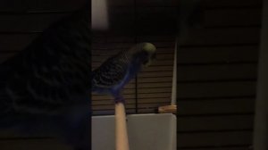 О признаках того,что самка волнистого попугая в скором времени снесет первое яйцо