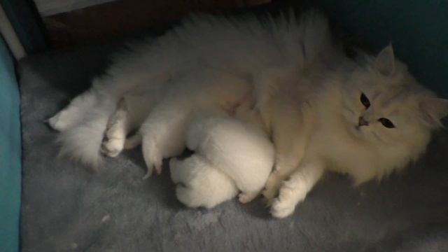 Наши котята уже смотрят на мир и пытаются ходить смотреть онлайн