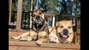 Майоркский мастиф. Ка де бо. кадебо. бычья собака.