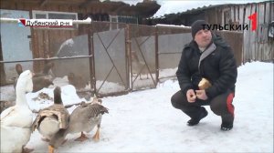 Гусиные бои. Федеральный турнир. Дубна Тульской обл. 07.03.2020.mp4