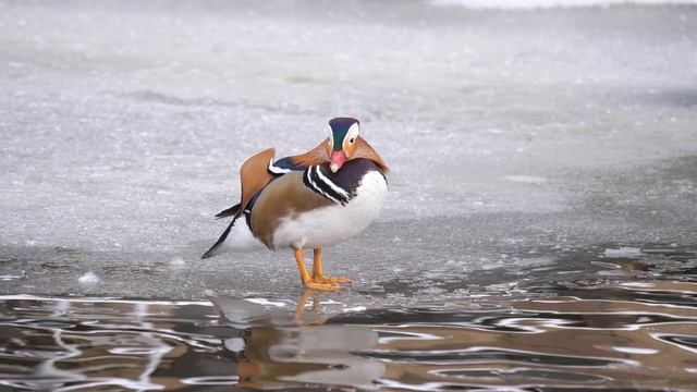 Mandarin Duck on Ice 4K смотреть онлайн