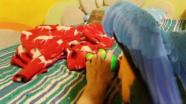 Попугай ара отбирает Алисыны игрушки смотреть онлайн