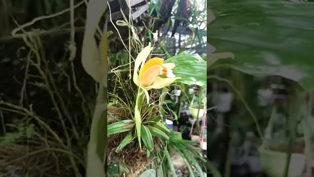 @ Coelogyne Speciosa