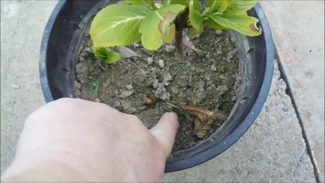 РЕЗУЛЬТАТ ОСЕННЕГО ЧЕРЕНКОВАНИЯ КРУПНОЛИСТНОЙ ГОРТЕНЗИИ смотреть онлайн