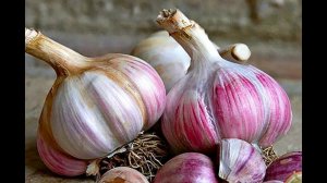 Как всегда выращивать крупный чеснок? Секреты выращивания чеснока.