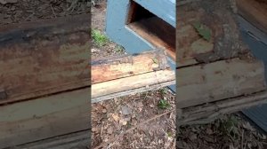 обзор улья на узковысокую рамку..