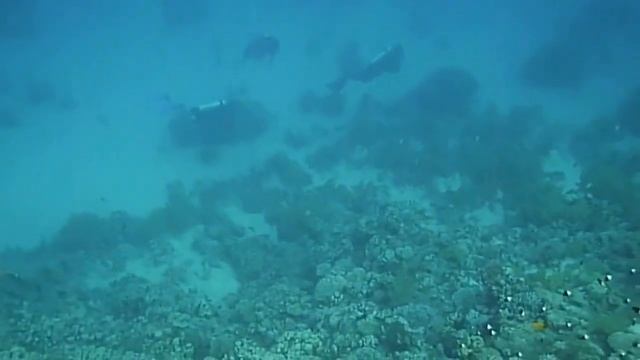 underwater in Sharm El-Sheikh 2015 смотреть онлайн