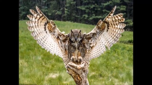 Виртуальное путешествие «Кто в лесу живёт, что в лесу растёт» смотреть онлайн