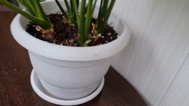 Спатифиллум отцвёл - уход после и запуск второй волны цветения ? смотреть онлайн