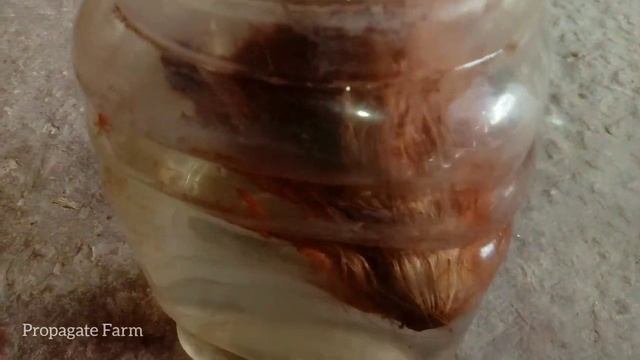 Air layering java plum tree : best way to grow java plum tree in coconut shell