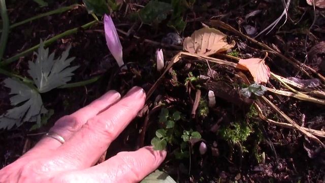 Bulb Log video diary supplement - Crocus, Colchicum and Cyclamen смотреть онлайн