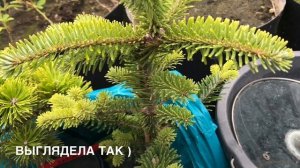 ПИХТЫ: ИСПАНСКАЯ “GLAUCA”,АРНОЛЬДА “JAN PAVEL II”,БАЛЬЗАМИЧЕСКАЯ “NANA”